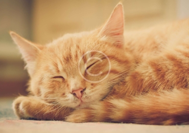 3 Ways to Naturally Reduce Hairballs