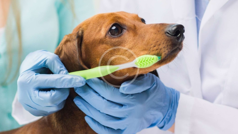 How to Brush Your Dog’s Teeth